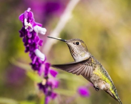 O Fascinante Mundo dos Beija-flores (Trochilidae)