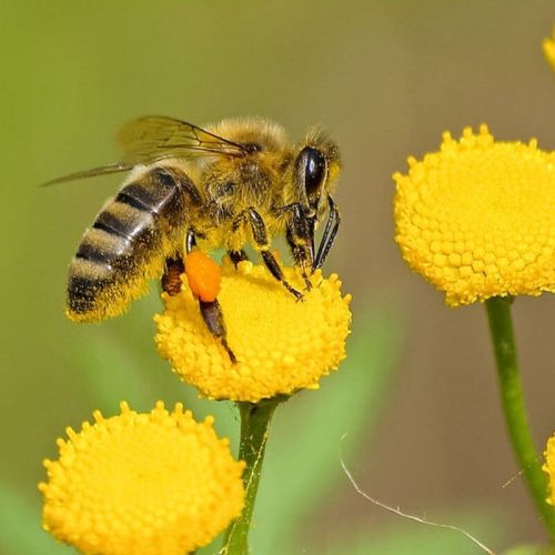 Abelhas do Brasil: Um Zumbido Multicolorido na Natureza Brasileira